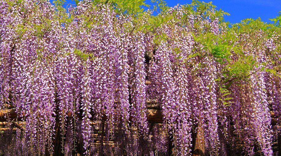 🌸 우시지마의 등나무 (토카엔) 이미지 1